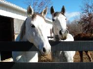 Lark and Missy are the Connemara ponies of Cheesecake Farms.  These Irish ponies are the sport utility vehicles of the horse world.  Friendly, happy and muscular.  They're ready for any adventure!