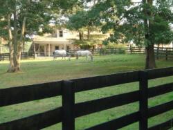 Ponies in the Field at Cheesecake Farms